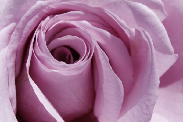 Pink Rose Reduced