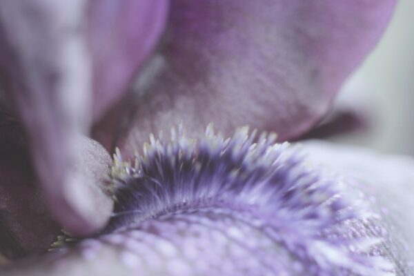 Flower texture