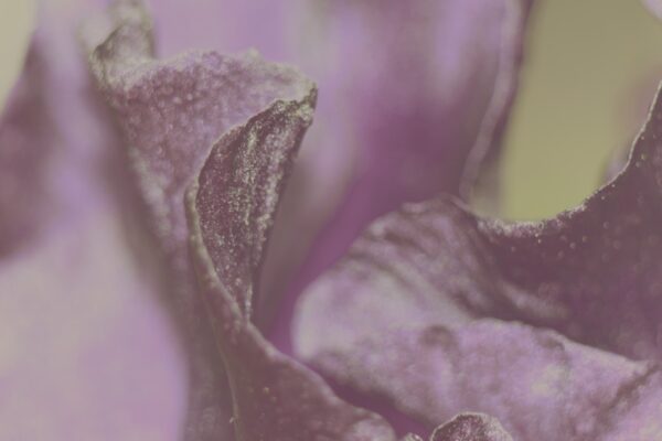 Flower texture