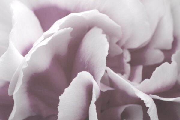 Flower texture