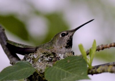 Hummingbird Mum plus Two