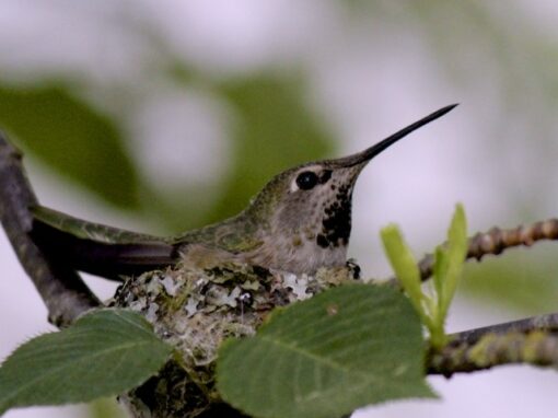 Hummingbird Mum plus Two