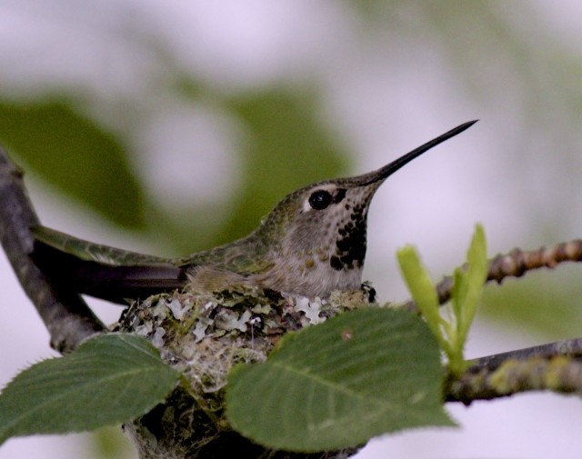 Hummingbird Mum plus Two